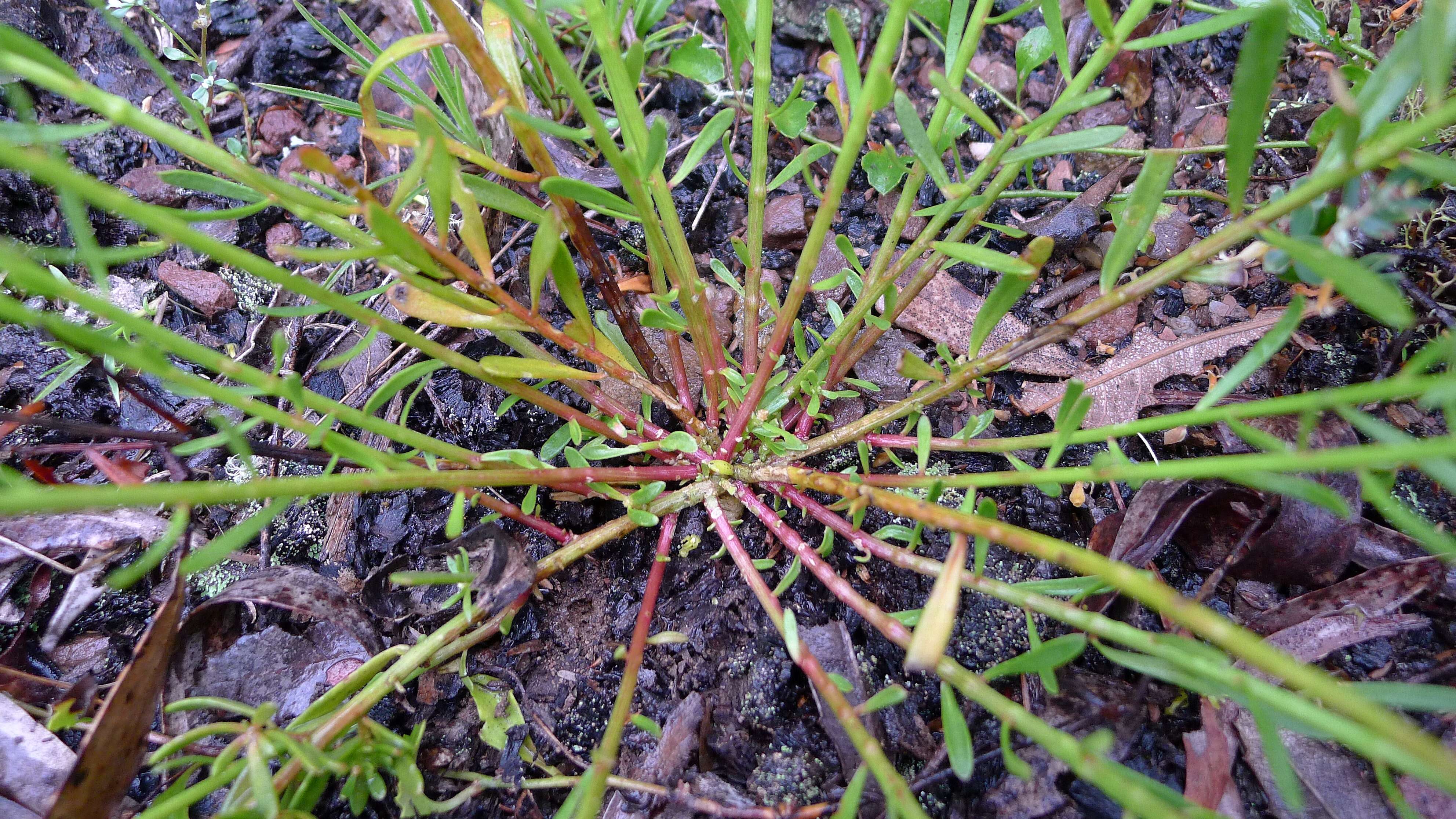 Image of Stackhousia viminea Sm.