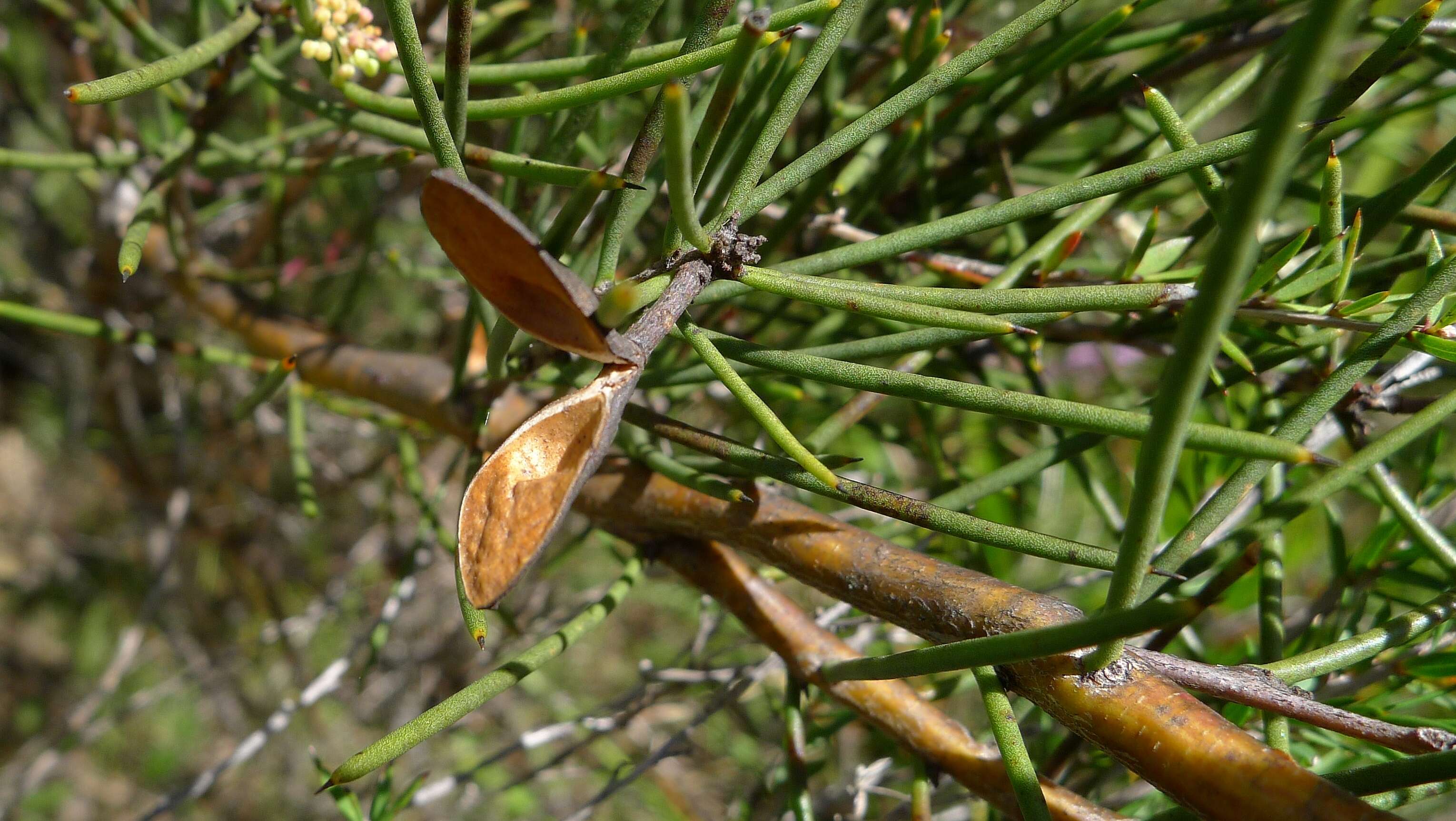 Image of Hakea microcarpa R. Br.