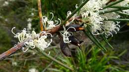 Image of pincushion tree