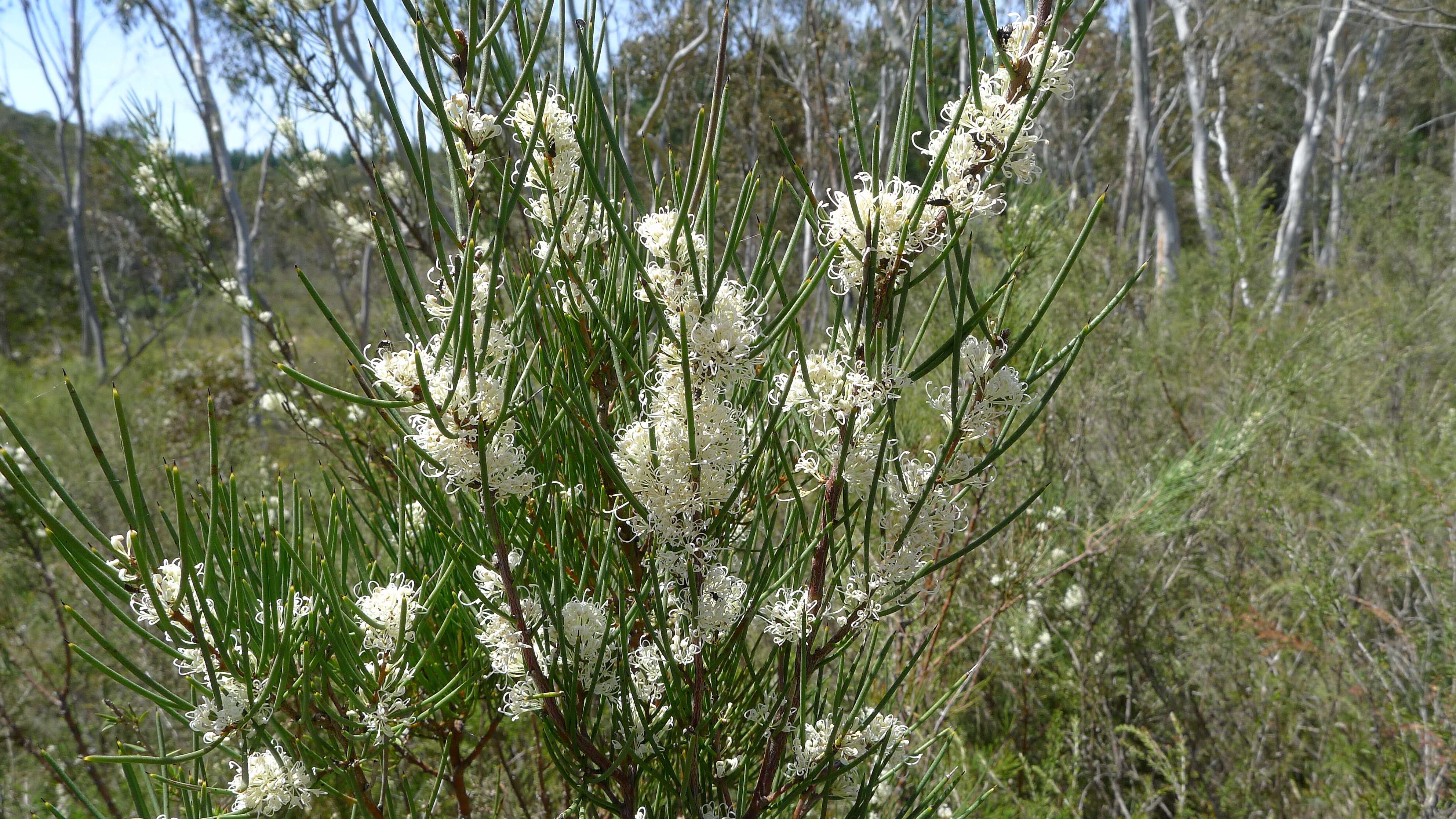 Image of Hakea microcarpa R. Br.