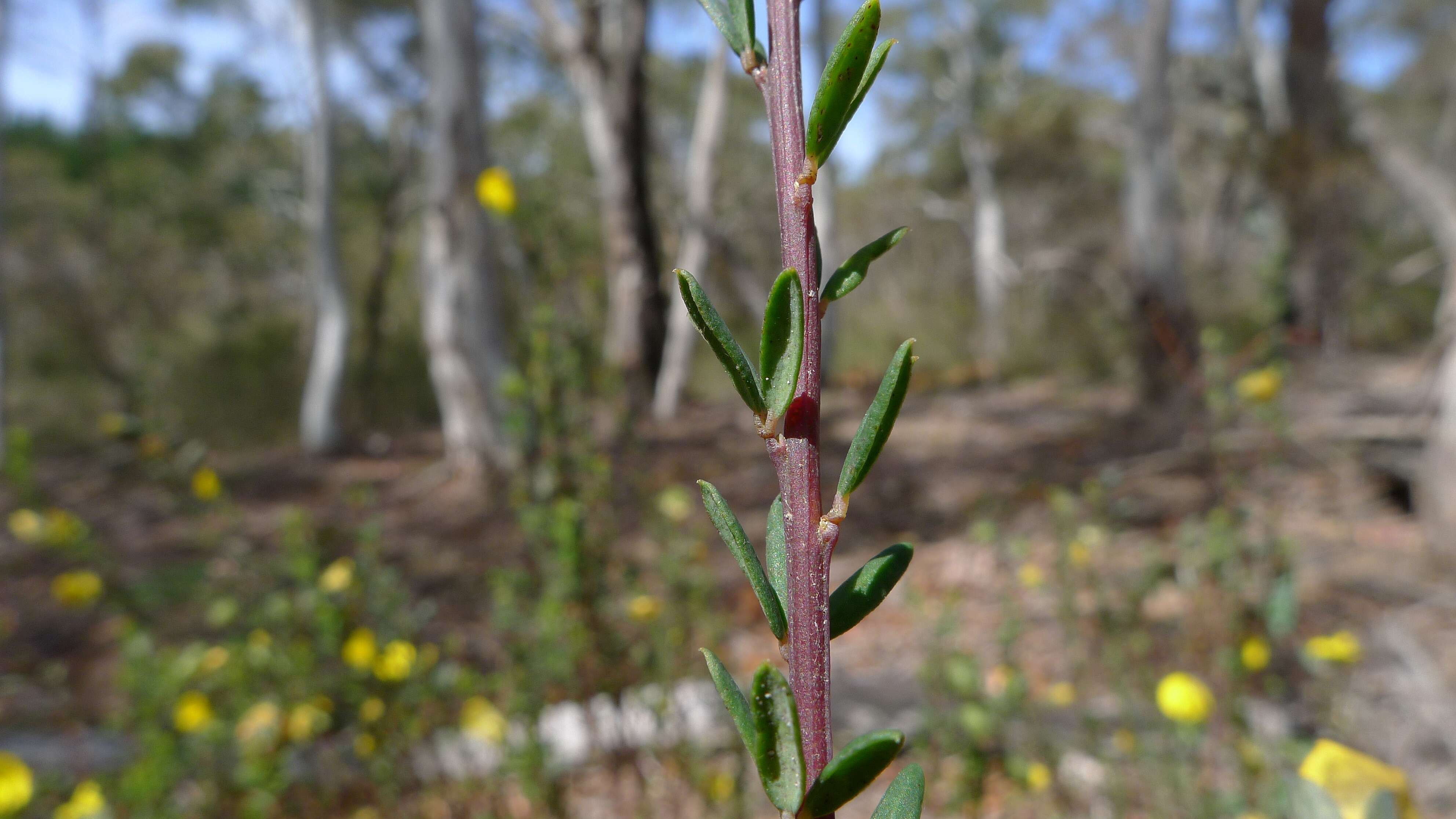 Слика од Gompholobium latifolium Sm.