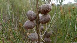 صورة Allocasuarina nana (Sieber ex Spreng.) L. A. S. Johnson