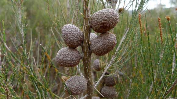 Image of stunted she-oak