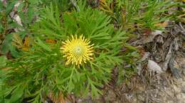 Image of Isopogon anemonifolius (Salisb.) Knight