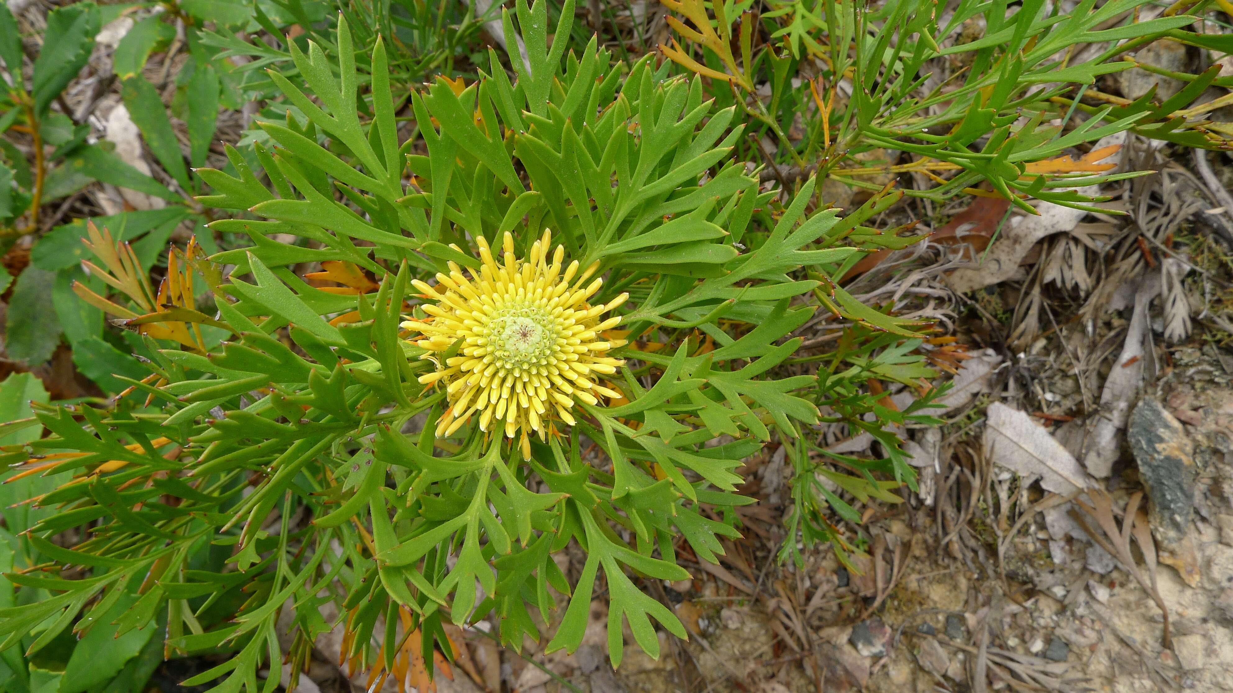 Image of Isopogon anemonifolius (Salisb.) Knight