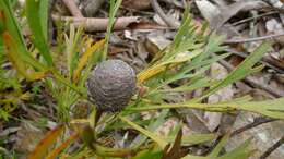 Image of Isopogon anemonifolius (Salisb.) Knight