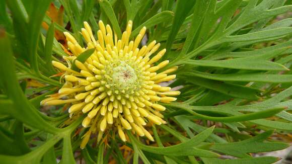 Imagem de Isopogon anemonifolius (Salisb.) Knight