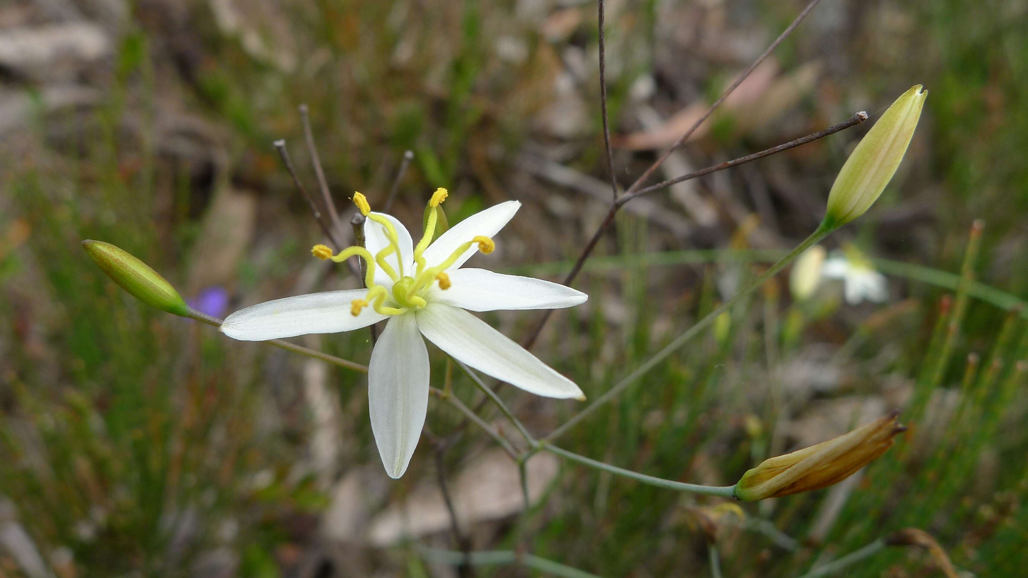 Image of Thelionema caespitosum (R. Br.) R. J. F. Hend.