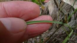 Image of Thelionema caespitosum (R. Br.) R. J. F. Hend.