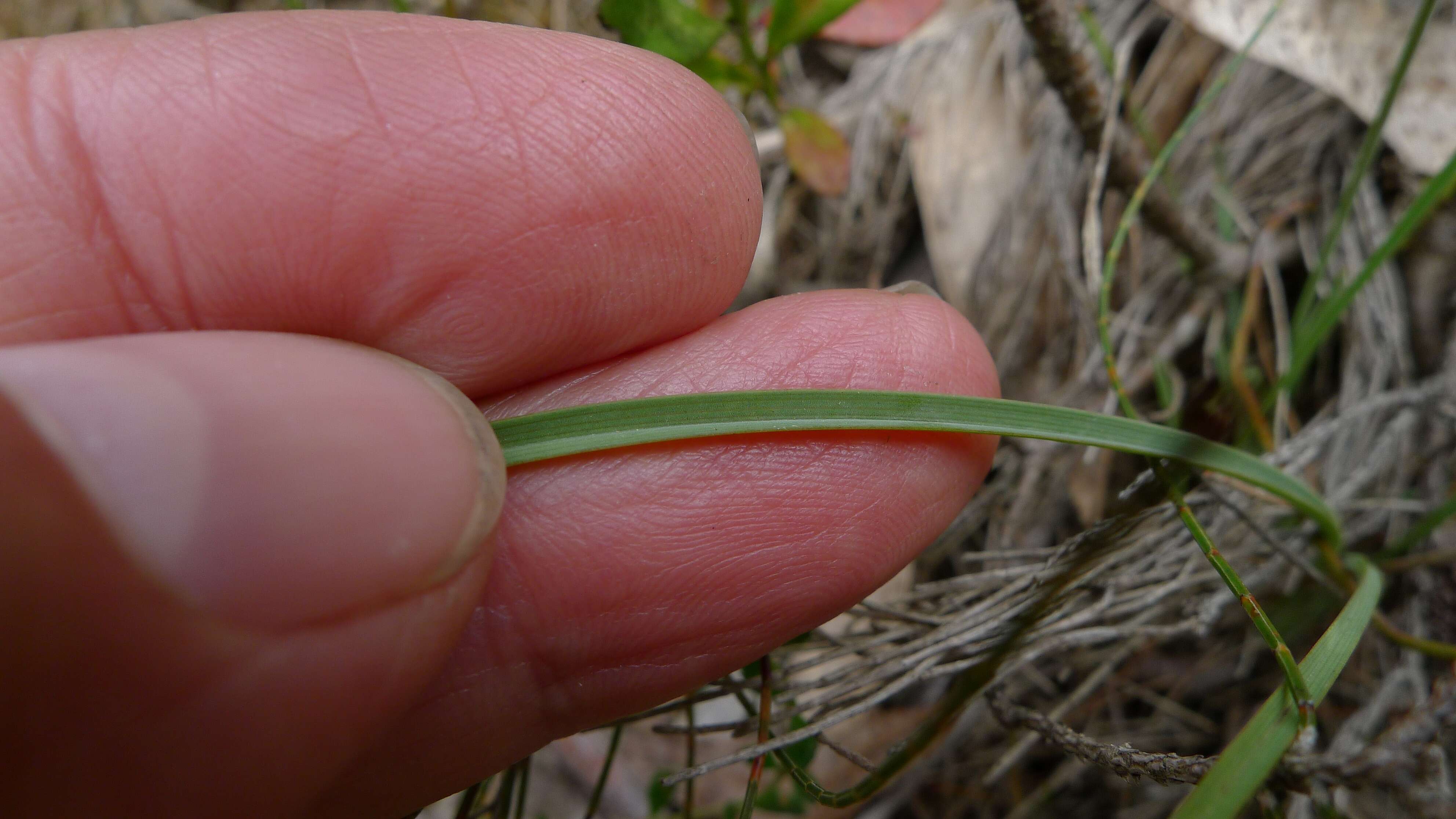 Image of Thelionema caespitosum (R. Br.) R. J. F. Hend.