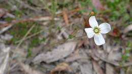 Plancia ëd Mitrasacme polymorpha R. Br.