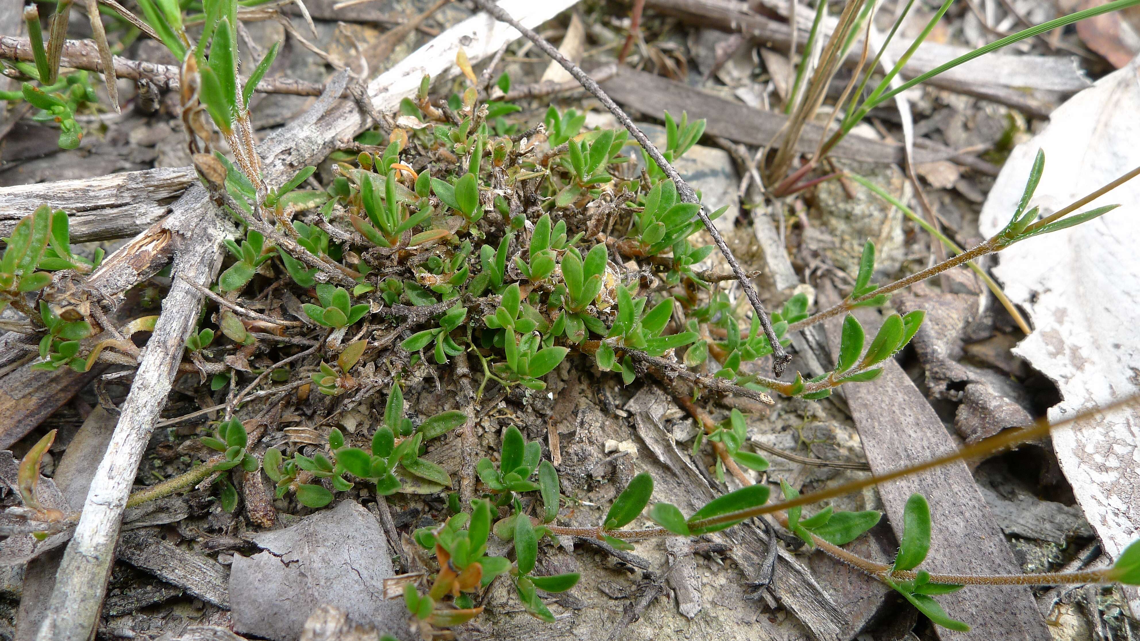 Plancia ëd Mitrasacme polymorpha R. Br.