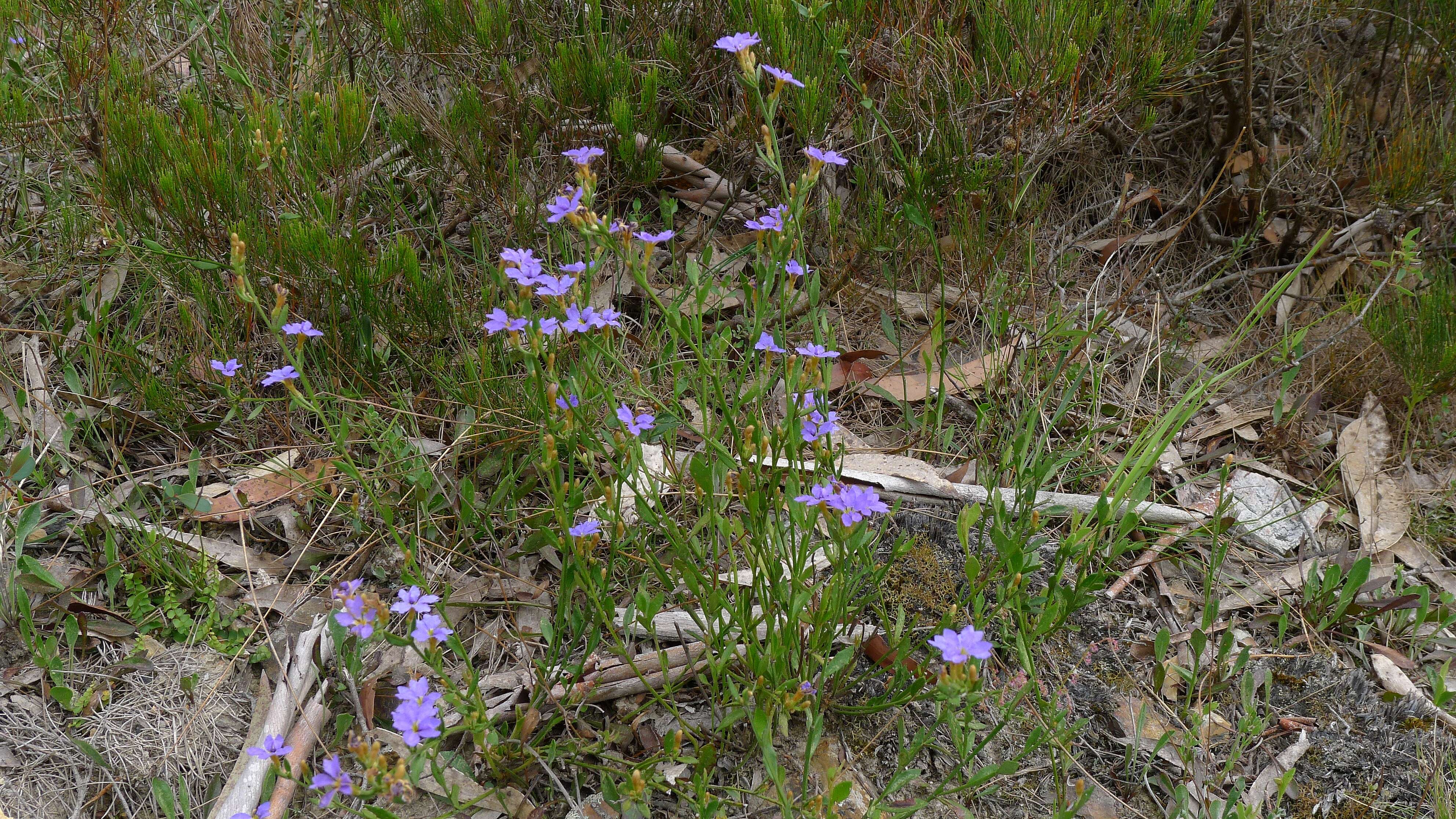 Image of Dampiera stricta (Smith) R. Br.