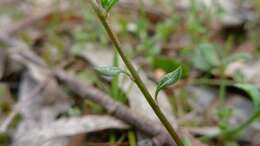 Imagem de Poranthera microphylla Brongn.