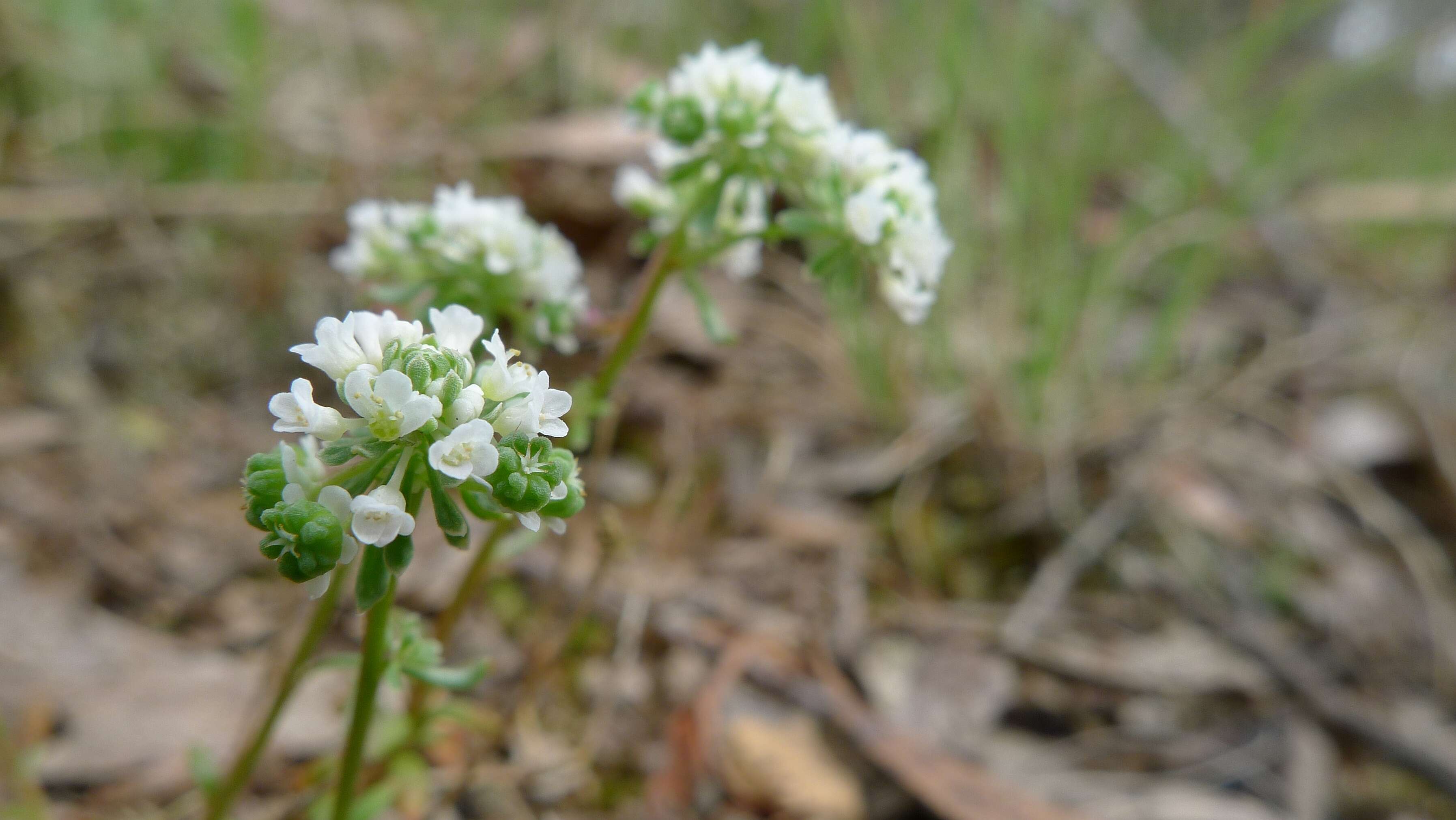 Imagem de Poranthera microphylla Brongn.