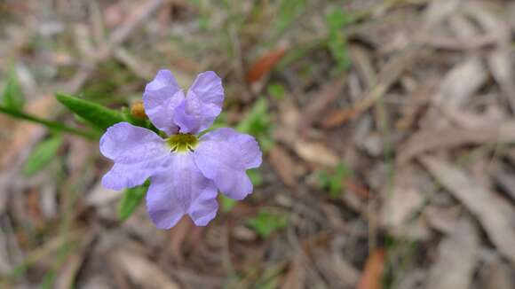 Image of Dampiera stricta (Smith) R. Br.