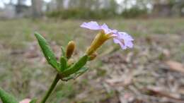 Image of Dampiera stricta (Smith) R. Br.