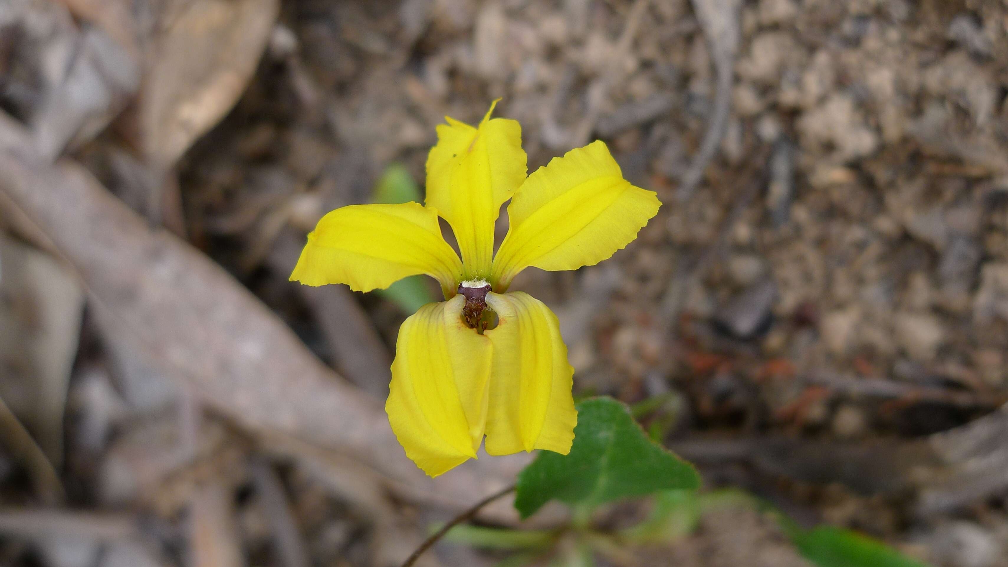 Image of Goodenia hederacea Sm.