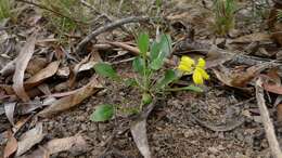 Image of Goodenia hederacea Sm.