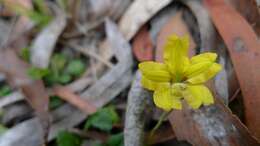 Image of Goodenia hederacea Sm.