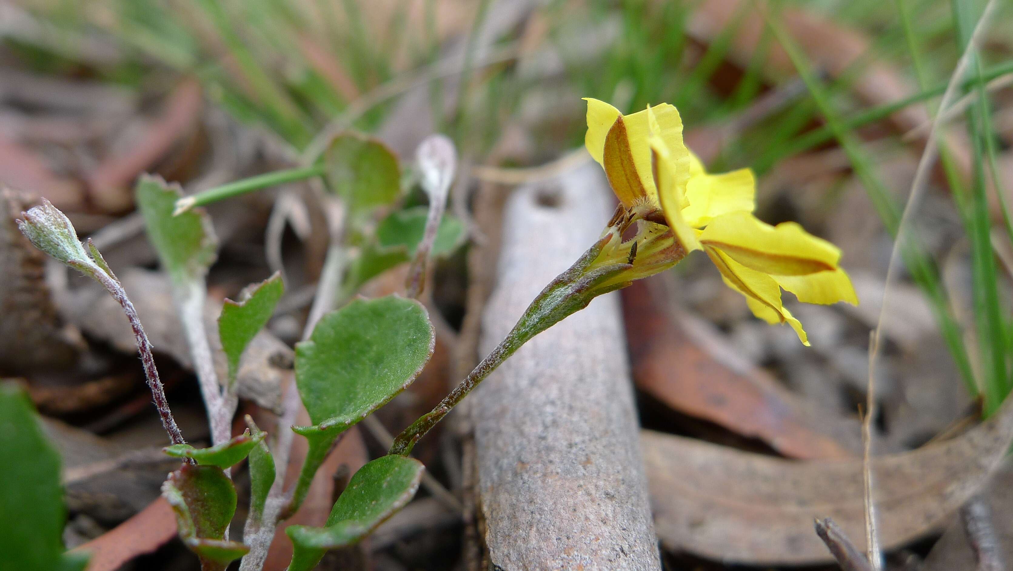 Image of Goodenia hederacea Sm.