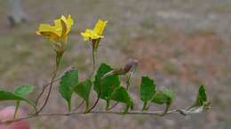 Image of Goodenia hederacea Sm.