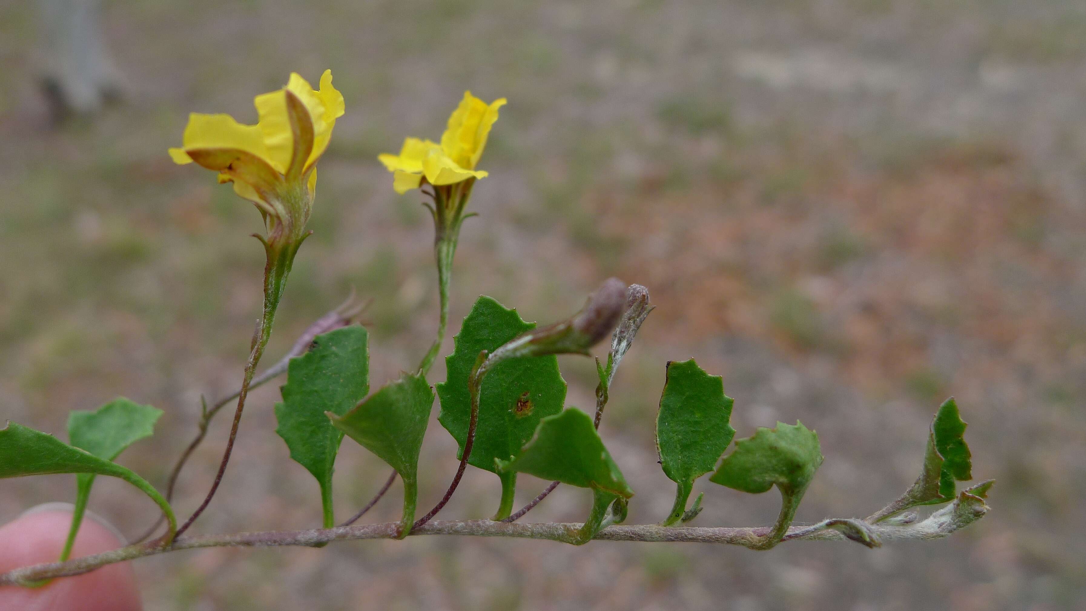 Image of Goodenia hederacea Sm.