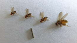 Imagem de Scaptodrosophila