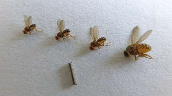 Image of Scaptodrosophila