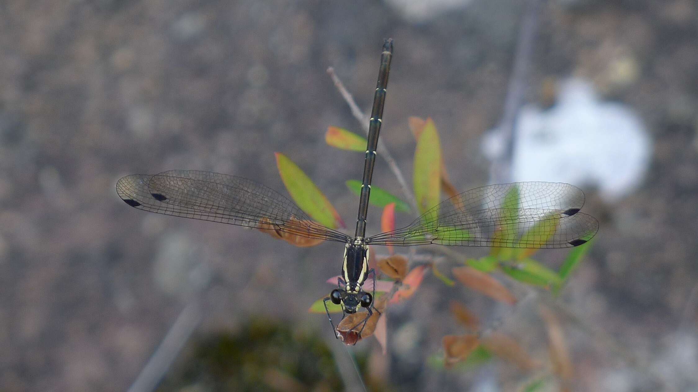 Image of Griseargiolestes eboracus (Tillyard 1913)