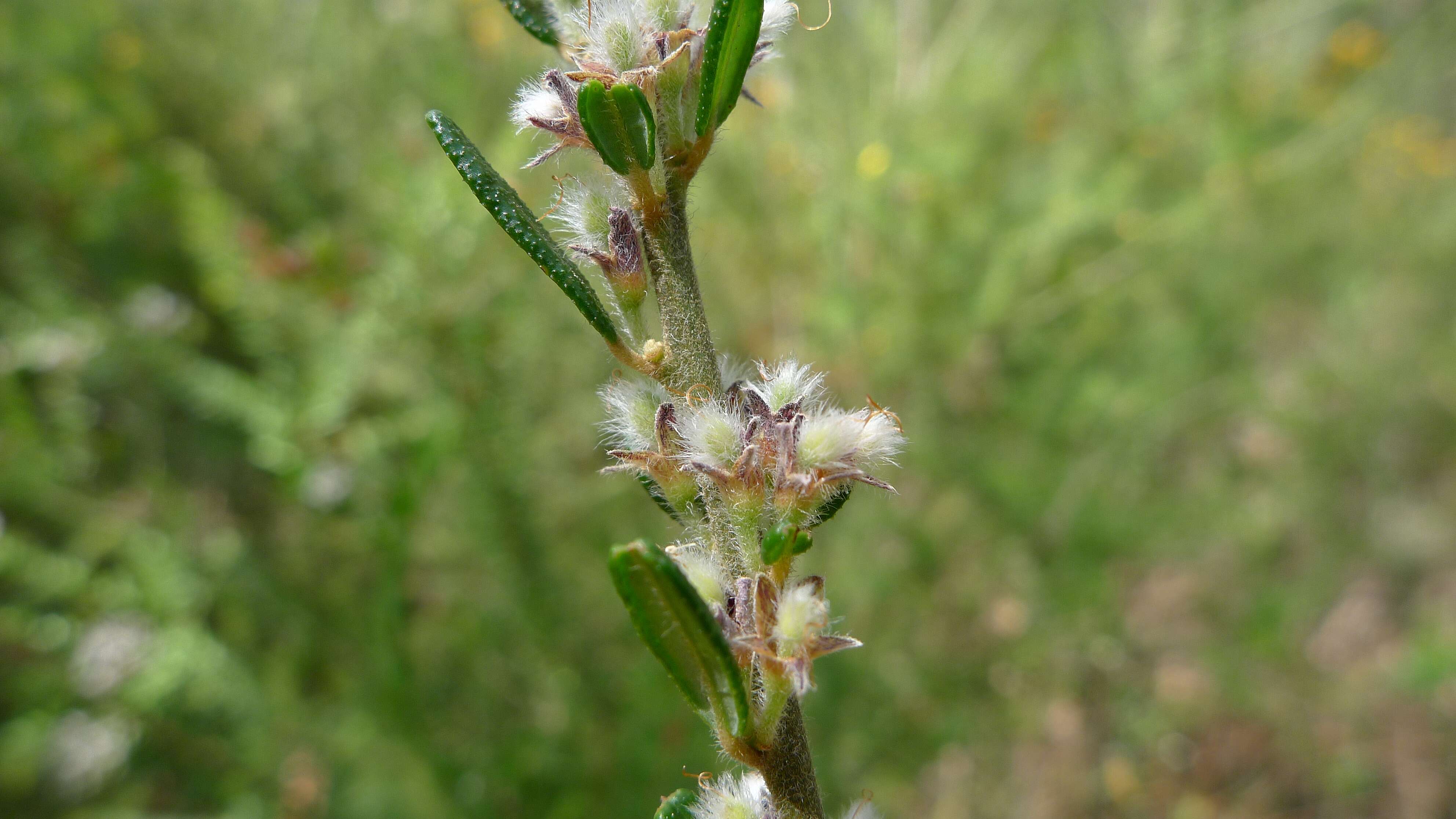 Imagem de Aotus ericoides (Vent.) G. Don