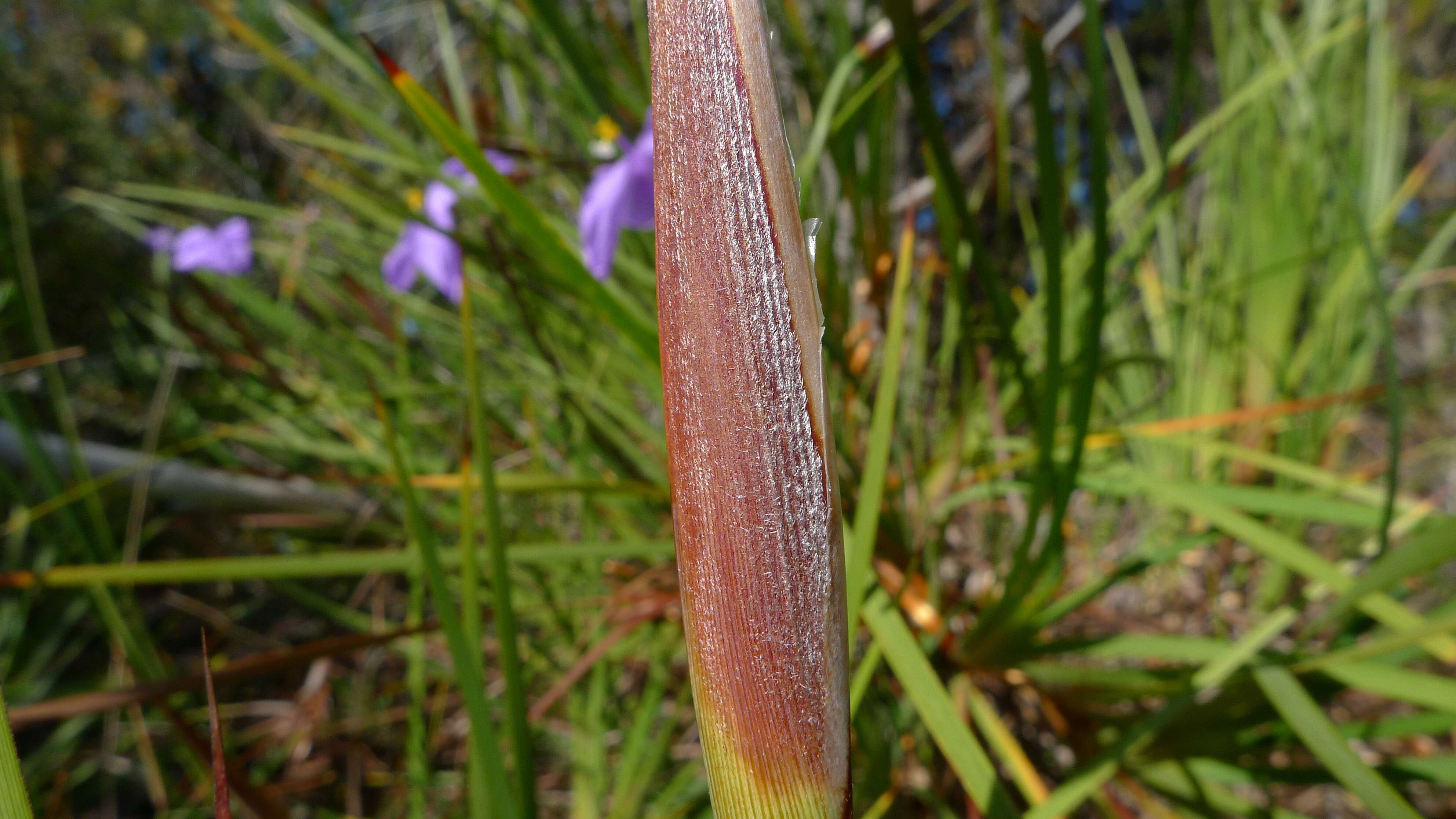 Imagem de Patersonia sericea R. Br.