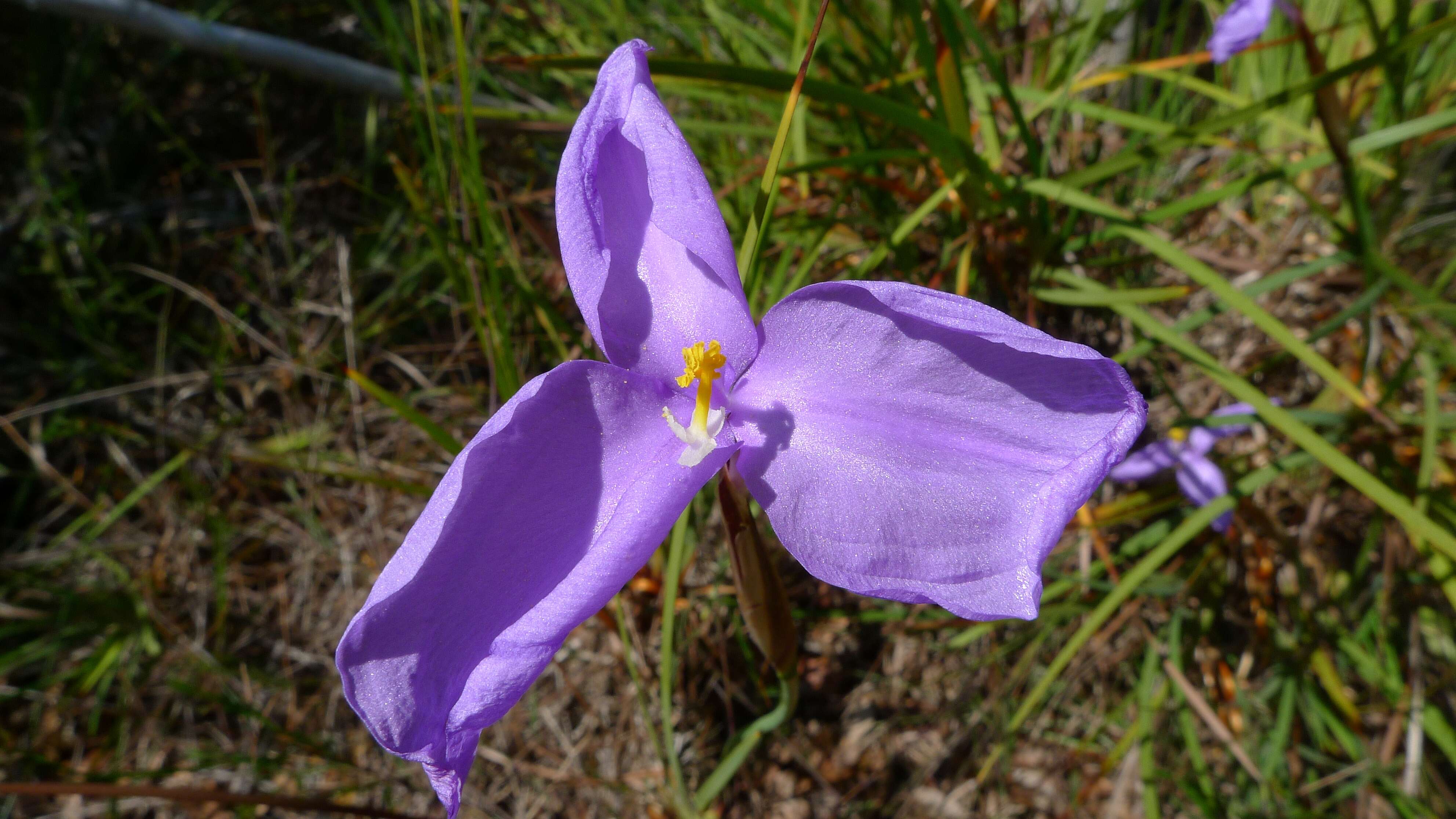 Imagem de Patersonia sericea R. Br.