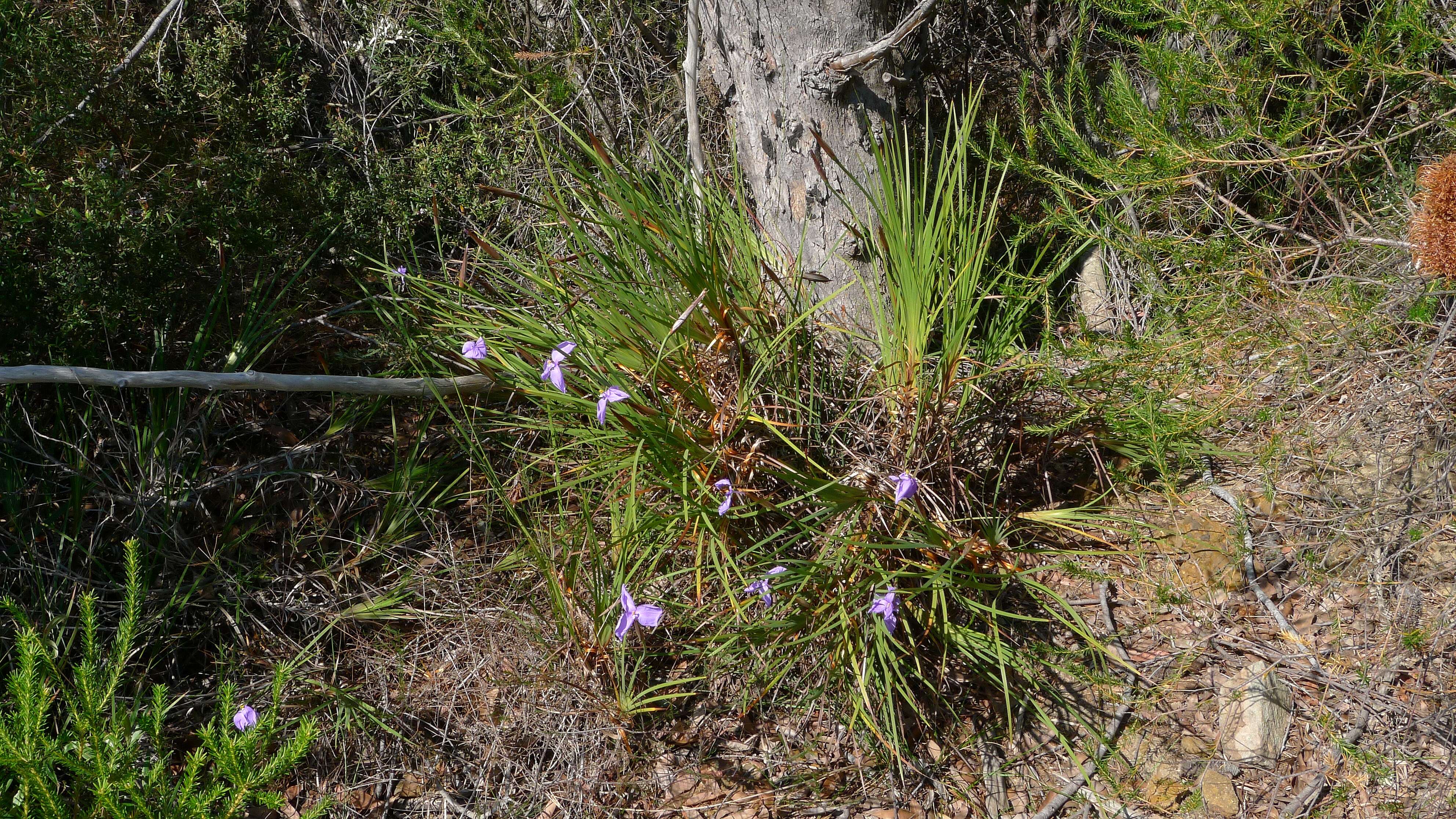 Imagem de Patersonia sericea R. Br.