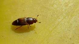 Image of Cornsap Beetle
