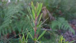 Plancia ëd Gompholobium latifolium Sm.