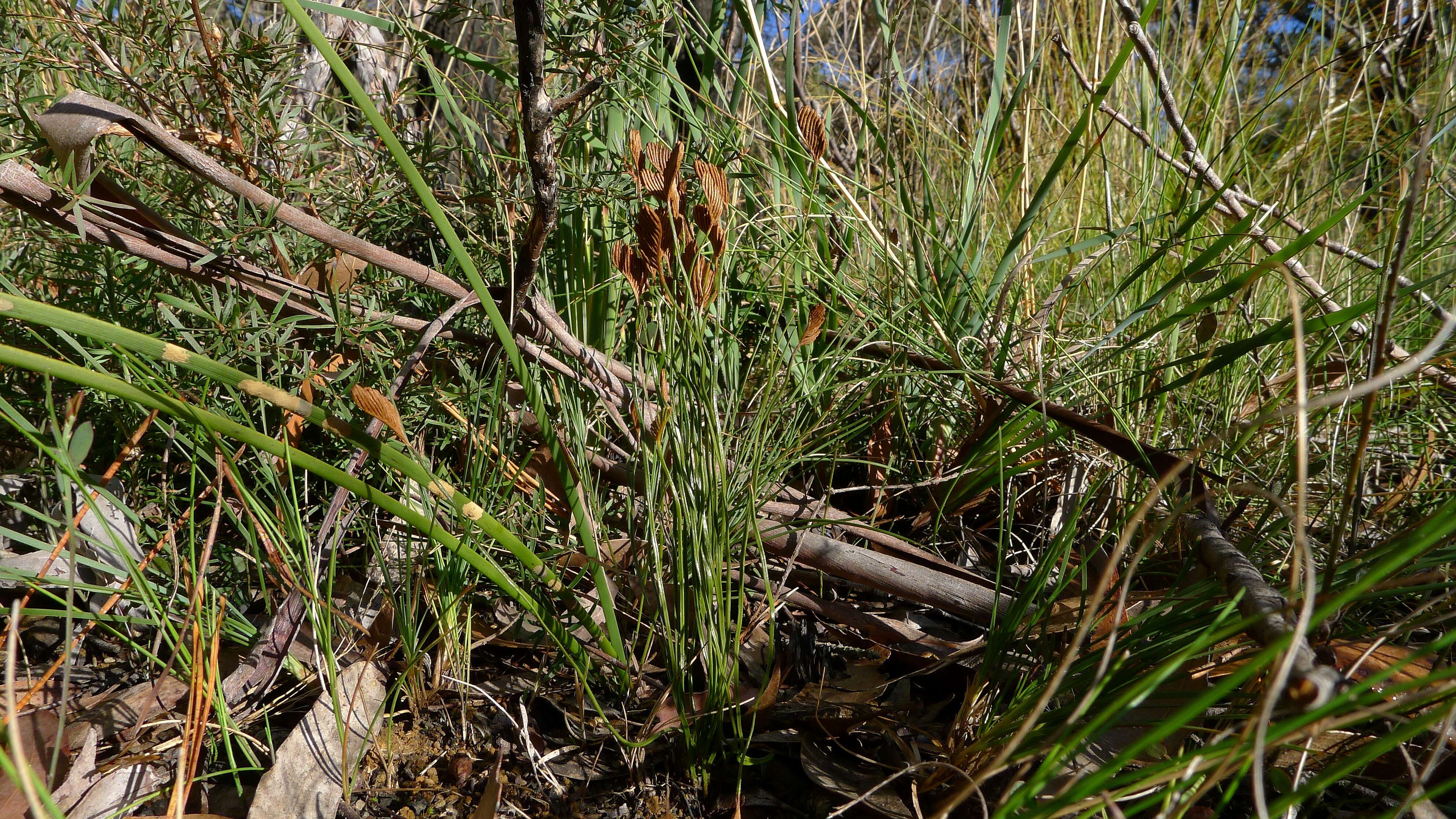 Imagem de Schizaea bifida Willd.