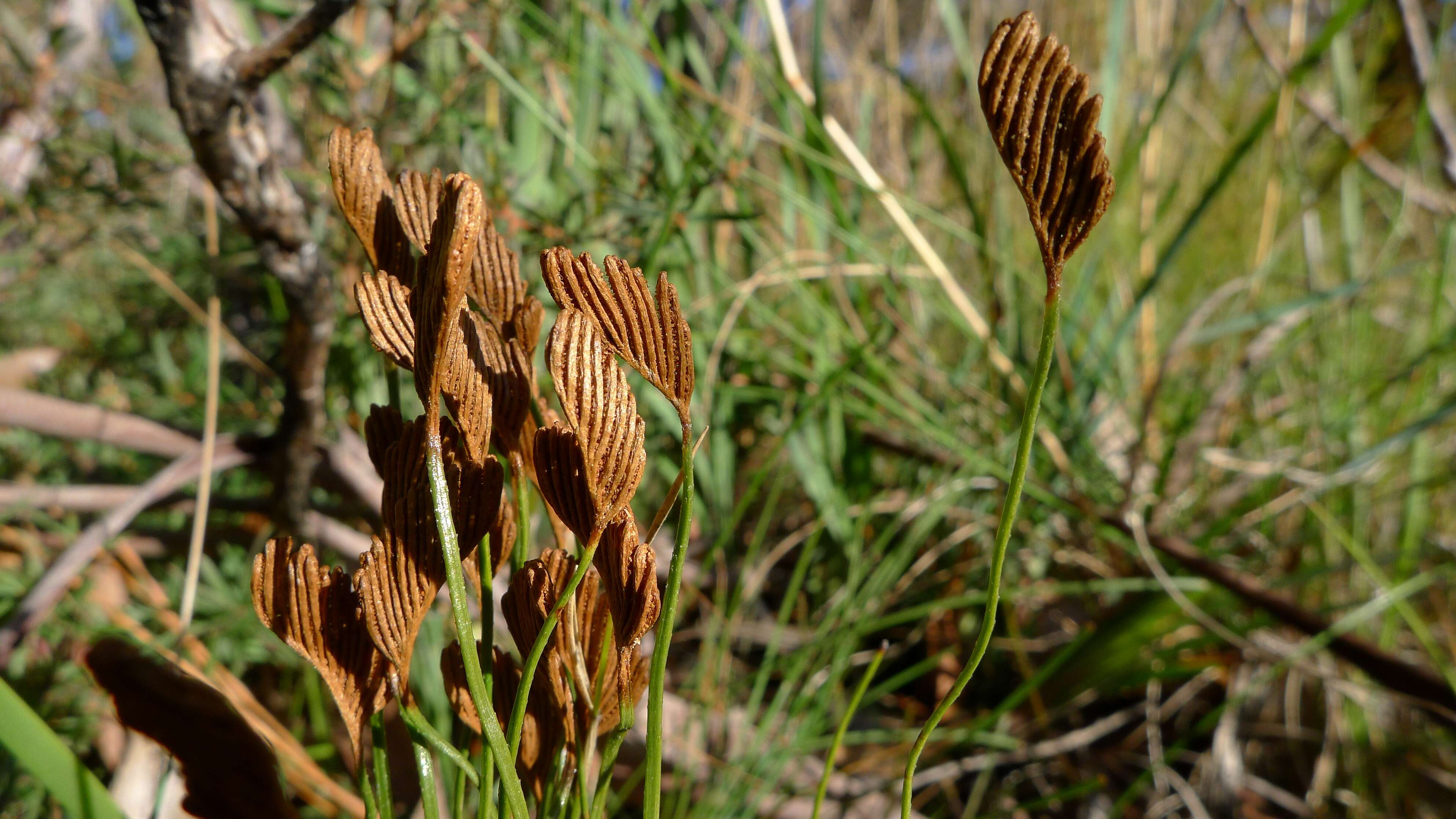 Imagem de Schizaea bifida Willd.