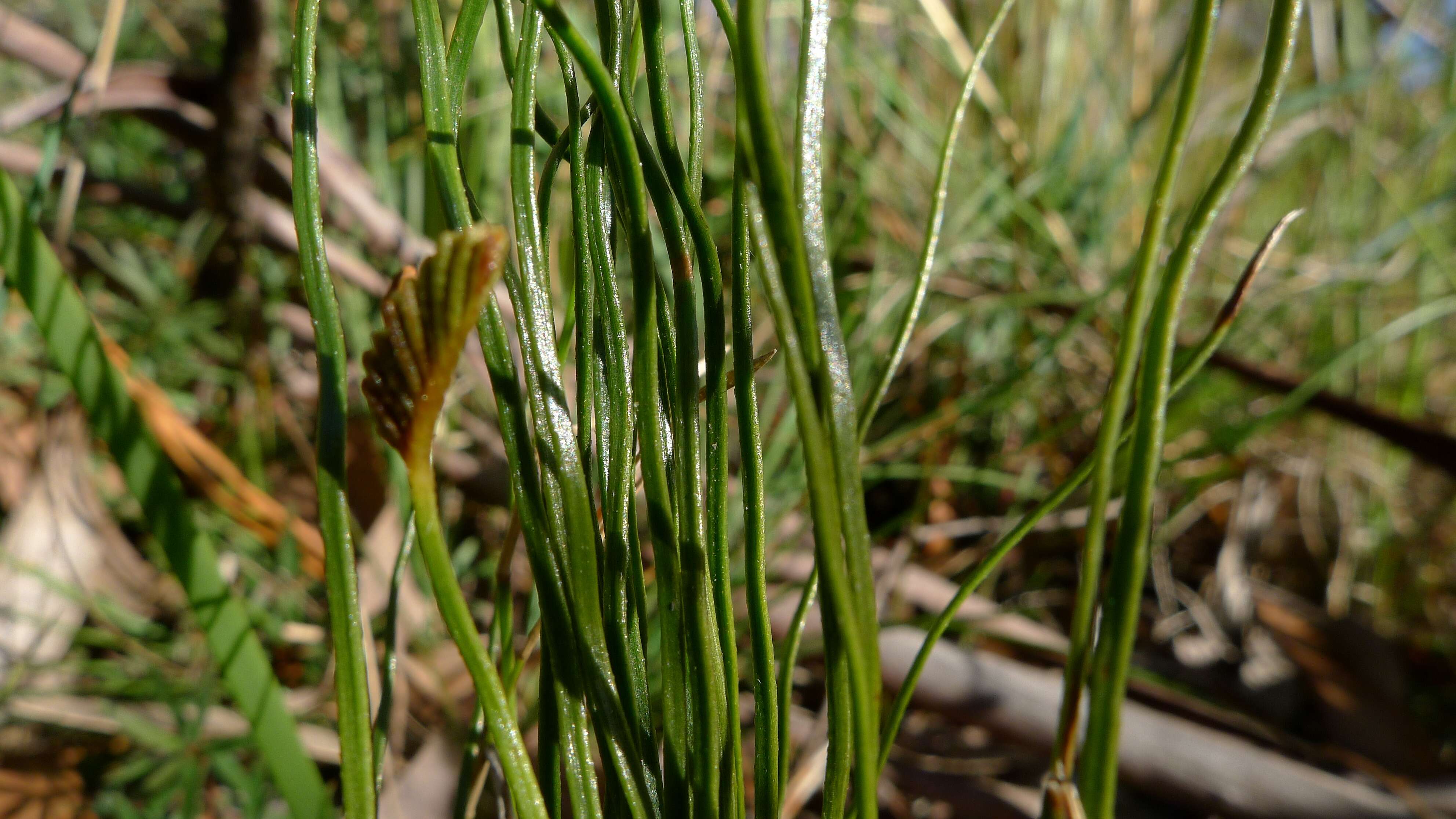 Imagem de Schizaea bifida Willd.