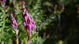 Image of heath milkwort