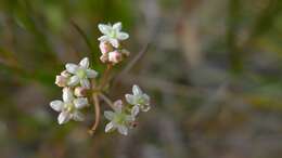 Imagem de Platysace linearifolia (Cav.) C. Norman