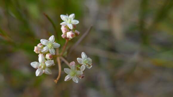 Image of Platysace linearifolia (Cav.) C. Norman