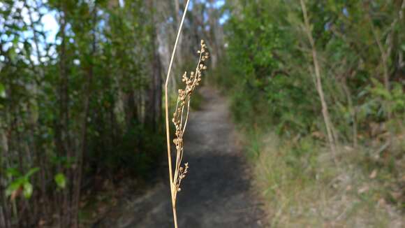 Image of Juncus continuus L. A. S. Johnson