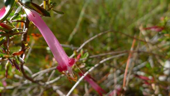 Sivun Styphelia tubiflora Sm. kuva