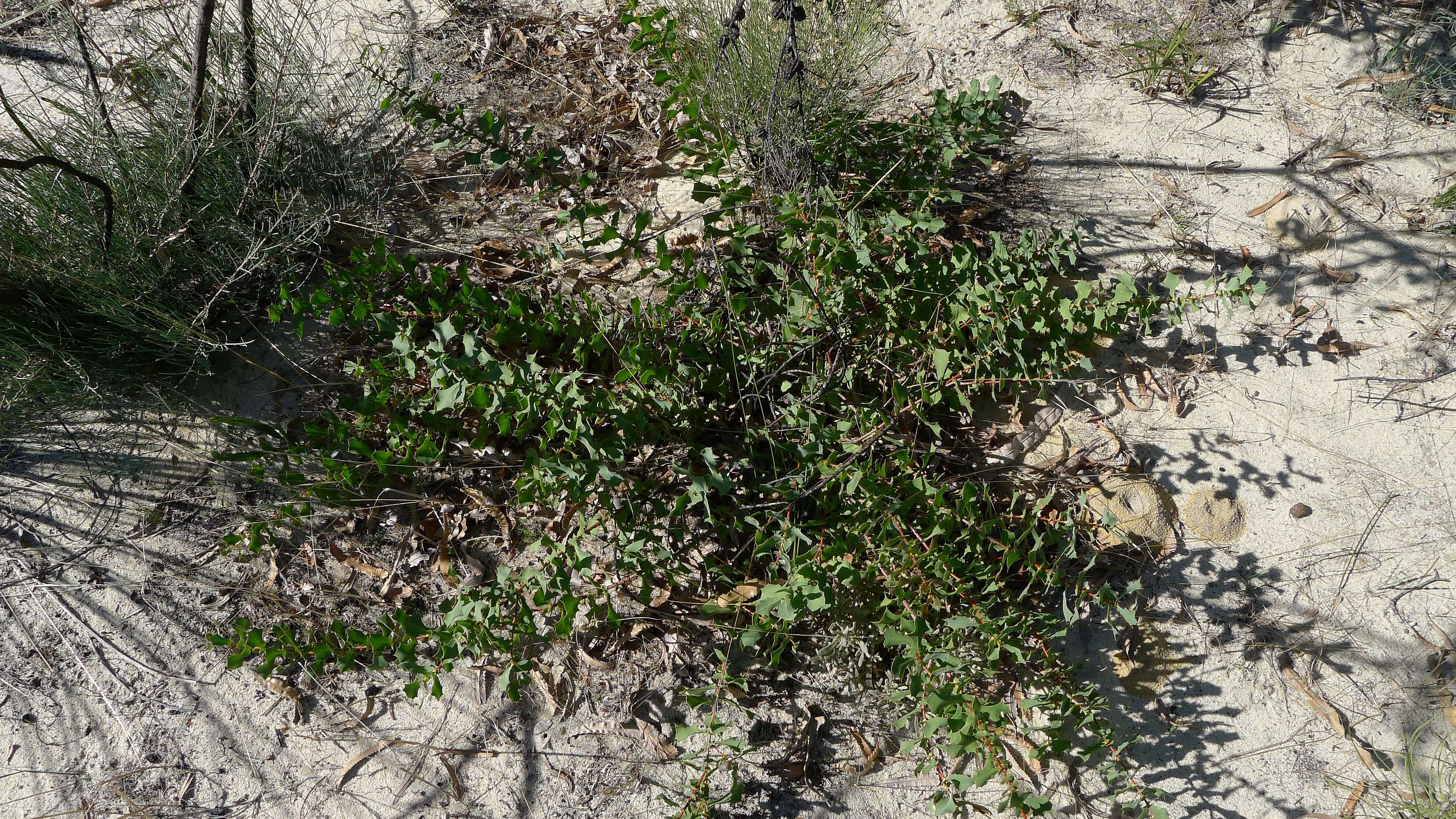 Image of Hakea prostrata R. Br.