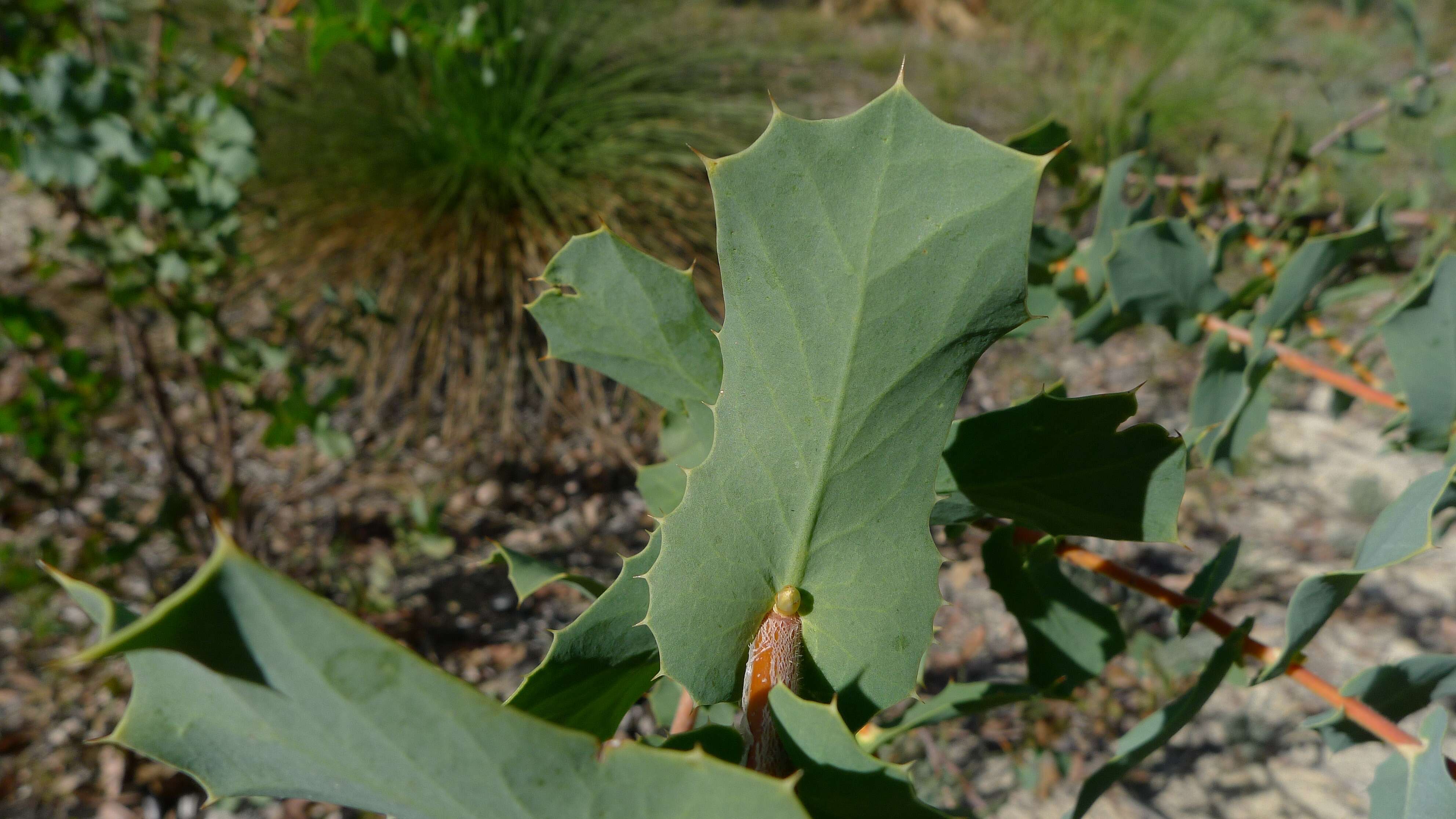 Image de Hakea prostrata R. Br.