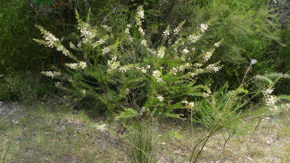 Imagem de Acacia linifolia (Vent.) Willd.