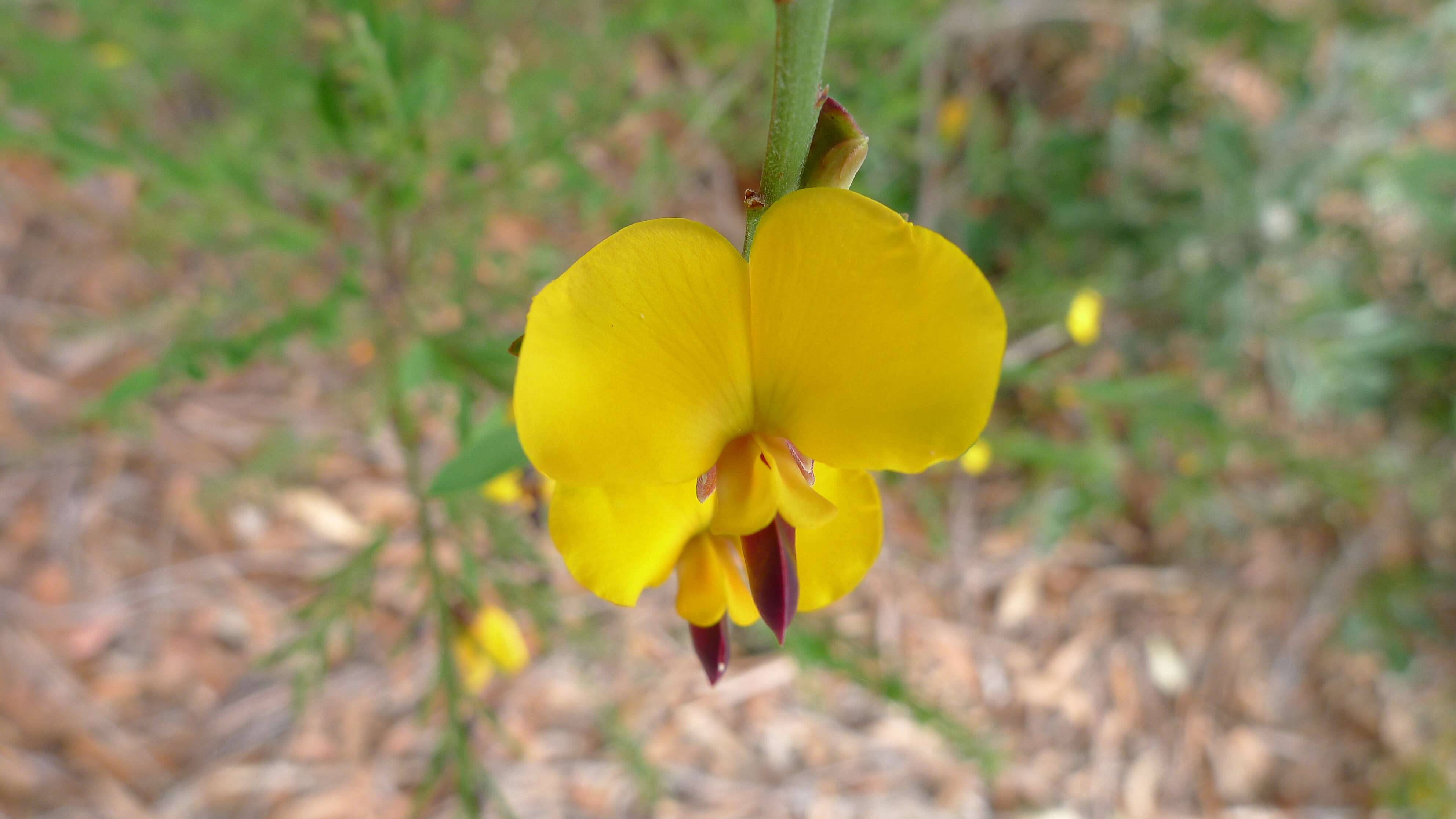 Sivun Bossiaea heterophylla Vent. kuva