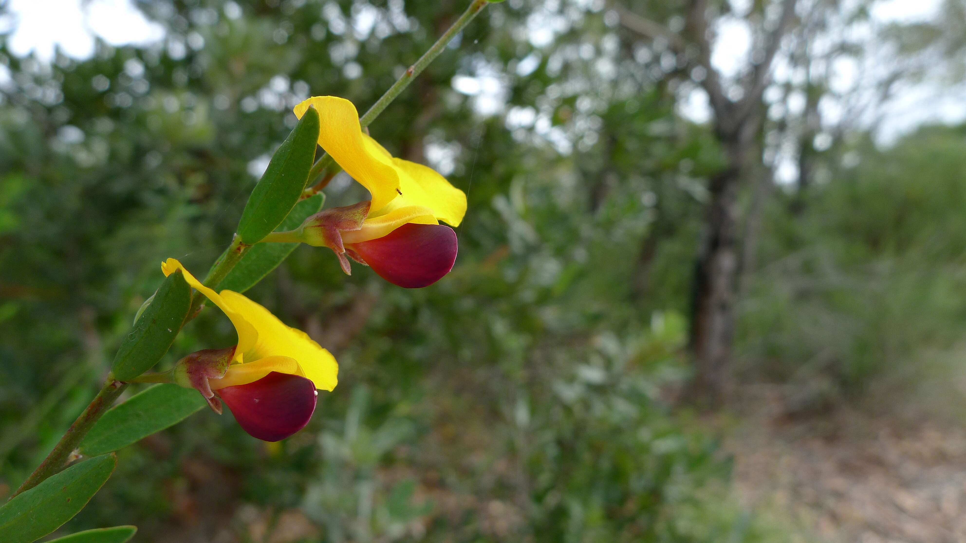 Sivun Bossiaea heterophylla Vent. kuva