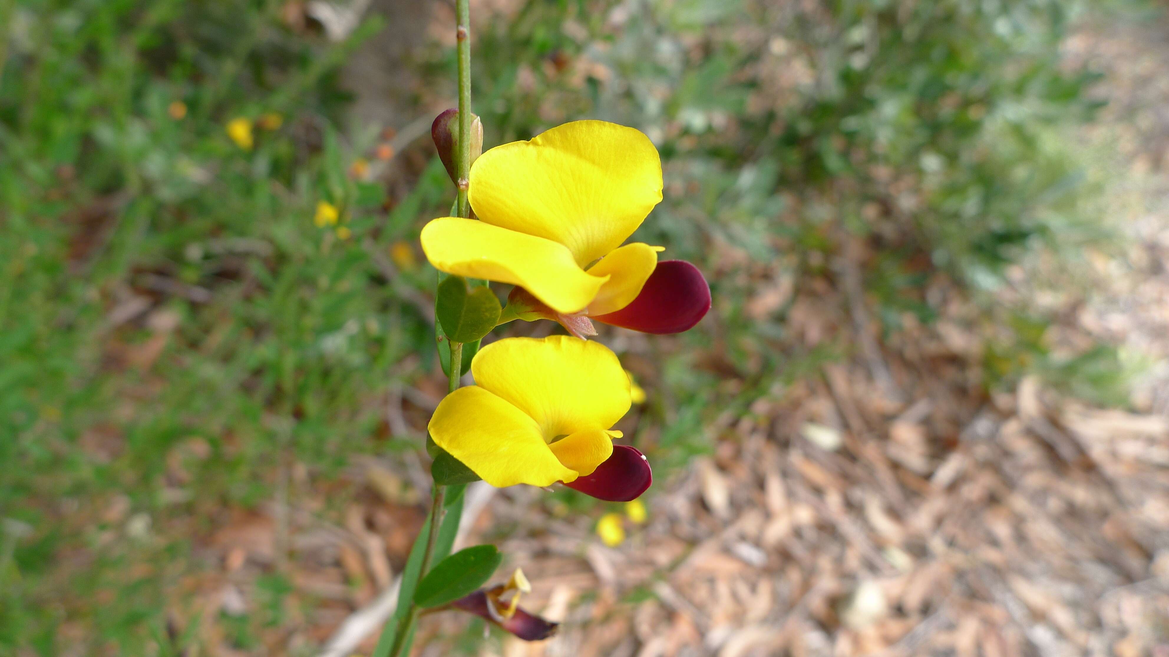 Sivun Bossiaea heterophylla Vent. kuva